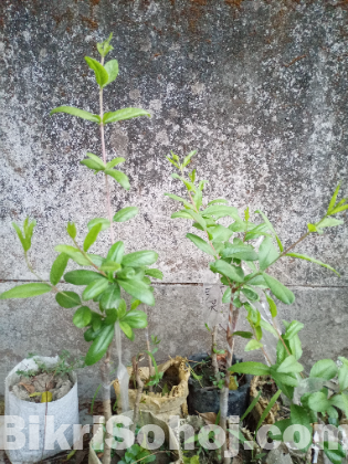 বেদানার চারা (ভালো জাতের)